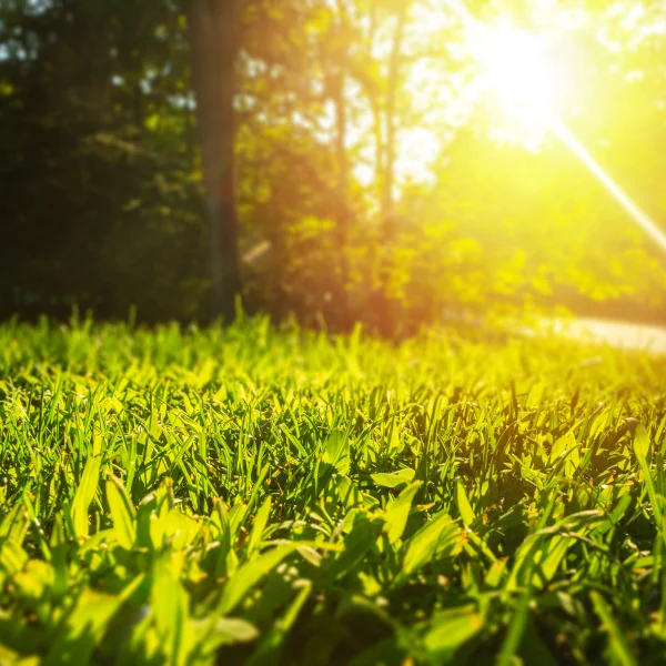 Herbe verte avec le soleil brillant en arrière-plan, illustrant les conditions idéales pour semer du gazon.