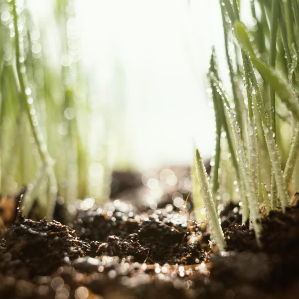 Gros plan sur de l'herbe verte poussant dans la terre, illustrant le moment idéal pour semer le gazon.