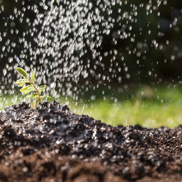 Une petite plante est arrosée par un arroseur, illustrant le soin nécessaire pour semer le gazon.